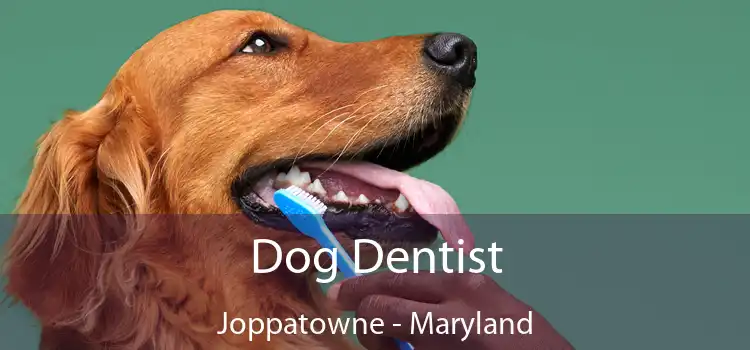 Dog Dentist Joppatowne - Maryland