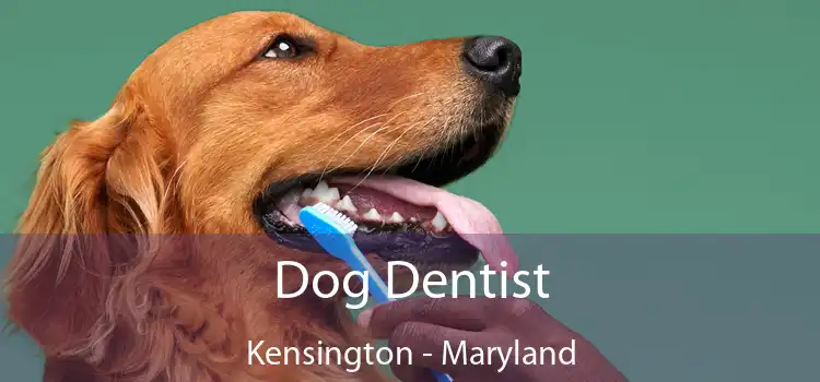 Dog Dentist Kensington - Maryland