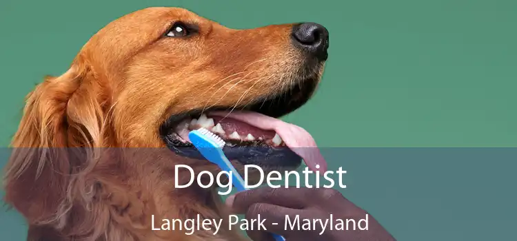 Dog Dentist Langley Park - Maryland