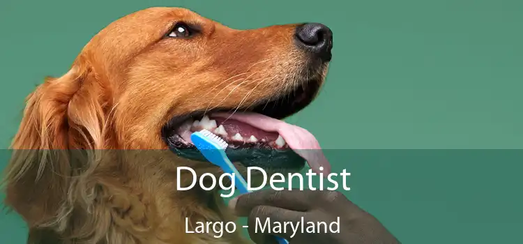 Dog Dentist Largo - Maryland