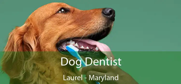 Dog Dentist Laurel - Maryland