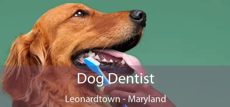 Dog Dentist Leonardtown - Maryland