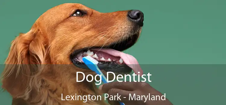 Dog Dentist Lexington Park - Maryland