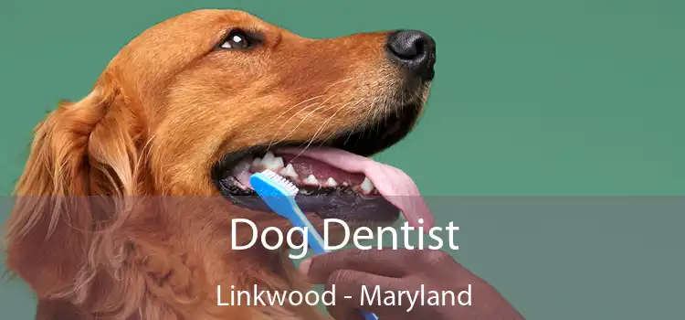 Dog Dentist Linkwood - Maryland