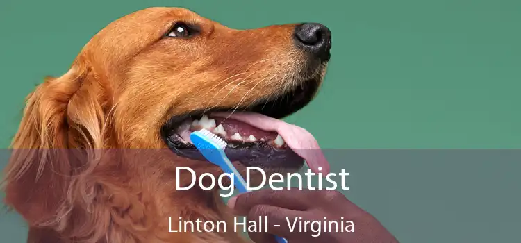 Dog Dentist Linton Hall - Virginia