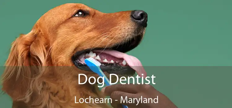 Dog Dentist Lochearn - Maryland