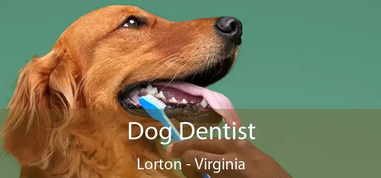 Dog Dentist Lorton - Virginia