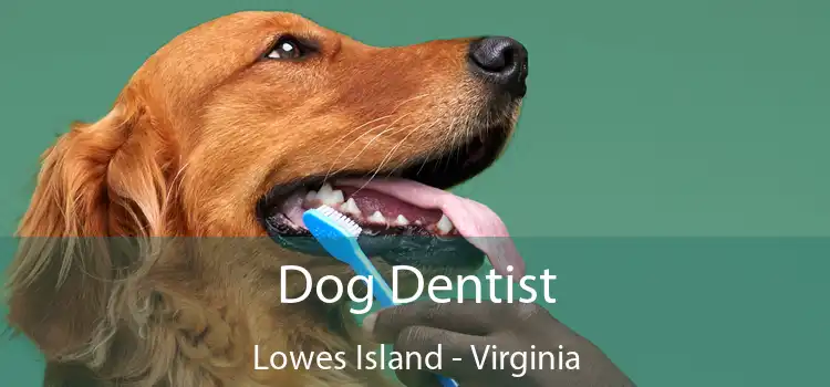 Dog Dentist Lowes Island - Virginia