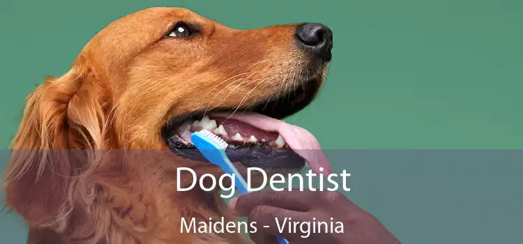 Dog Dentist Maidens - Virginia
