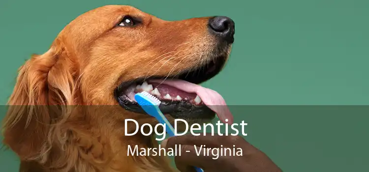 Dog Dentist Marshall - Virginia