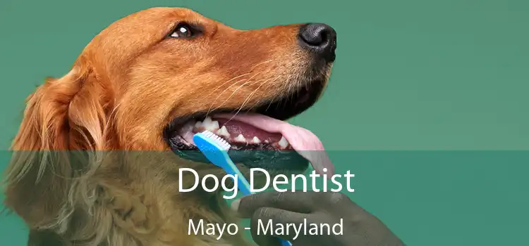 Dog Dentist Mayo - Maryland