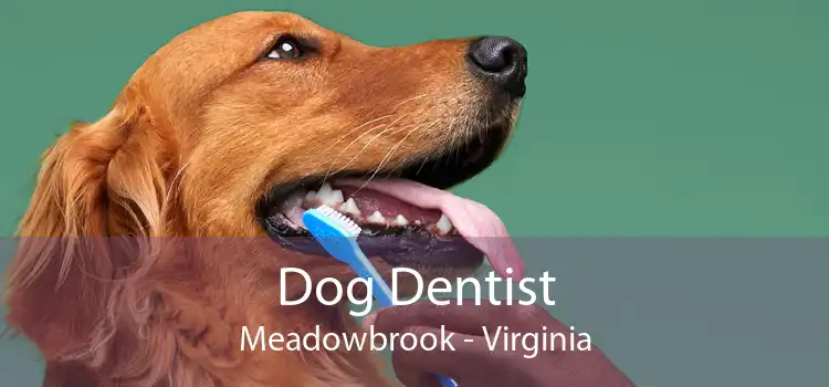 Dog Dentist Meadowbrook - Virginia