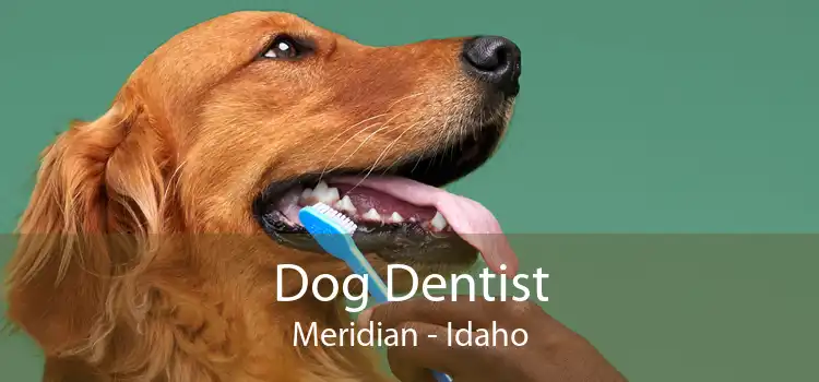 Dog Dentist Meridian - Idaho