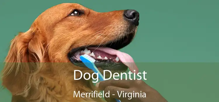 Dog Dentist Merrifield - Virginia