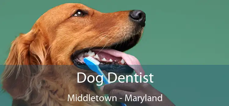 Dog Dentist Middletown - Maryland