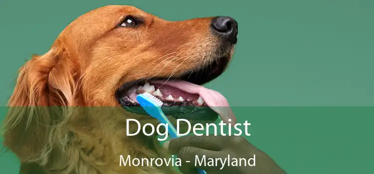 Dog Dentist Monrovia - Maryland