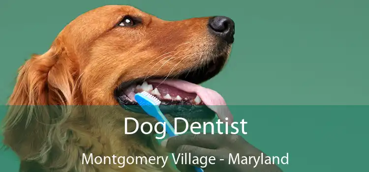 Dog Dentist Montgomery Village - Maryland