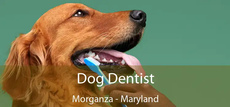 Dog Dentist Morganza - Maryland