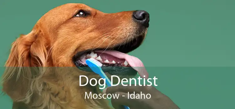 Dog Dentist Moscow - Idaho