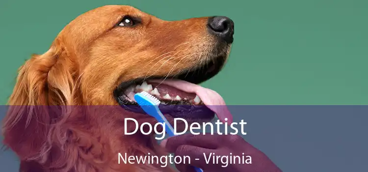 Dog Dentist Newington - Virginia