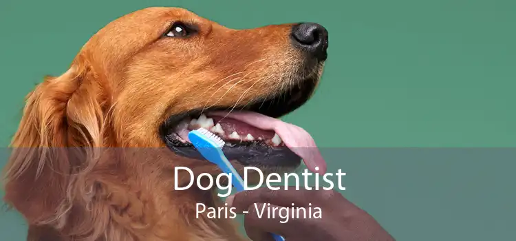 Dog Dentist Paris - Virginia