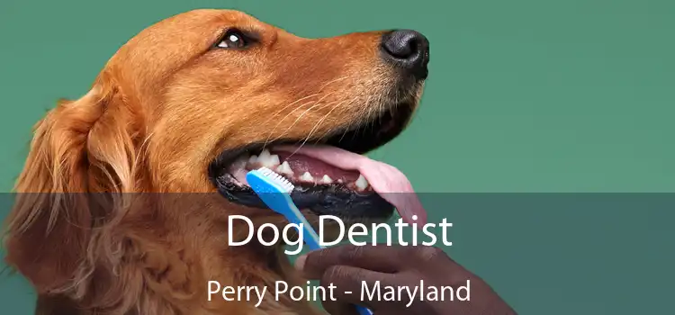Dog Dentist Perry Point - Maryland