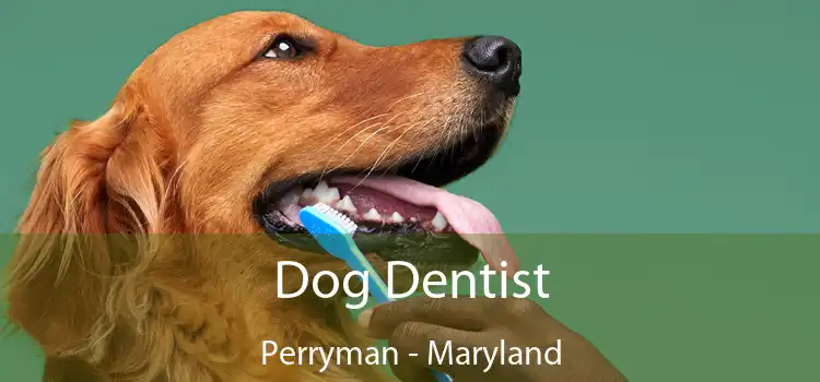 Dog Dentist Perryman - Maryland