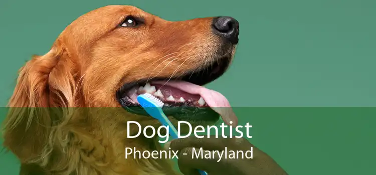 Dog Dentist Phoenix - Maryland
