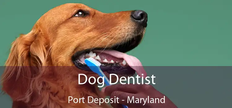 Dog Dentist Port Deposit - Maryland