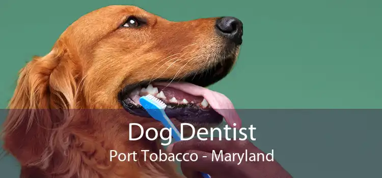 Dog Dentist Port Tobacco - Maryland