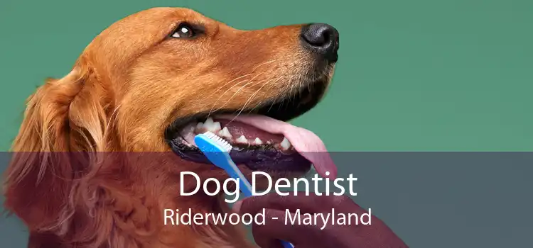 Dog Dentist Riderwood - Maryland