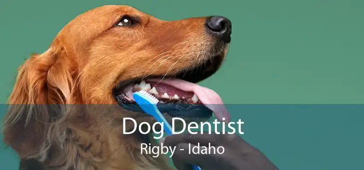 Dog Dentist Rigby - Idaho