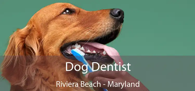 Dog Dentist Riviera Beach - Maryland