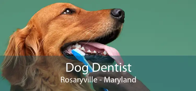 Dog Dentist Rosaryville - Maryland