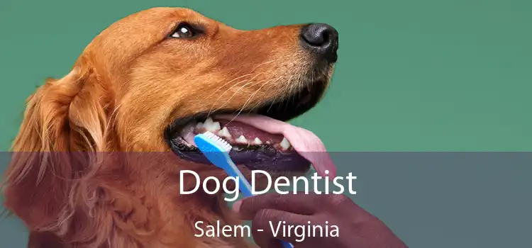 Dog Dentist Salem - Virginia