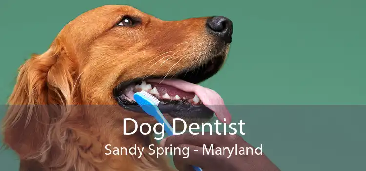 Dog Dentist Sandy Spring - Maryland