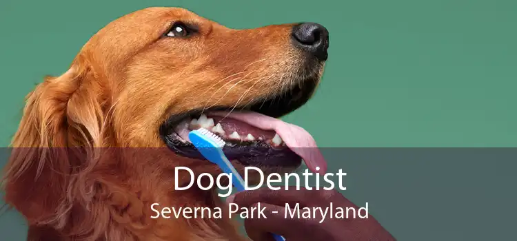 Dog Dentist Severna Park - Maryland
