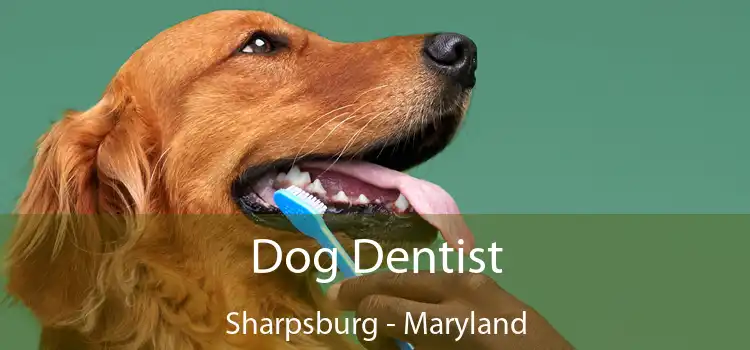 Dog Dentist Sharpsburg - Maryland