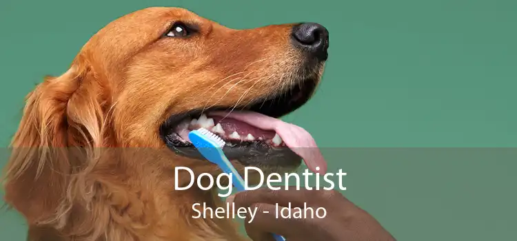 Dog Dentist Shelley - Idaho