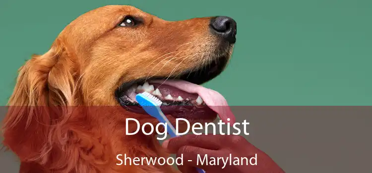 Dog Dentist Sherwood - Maryland