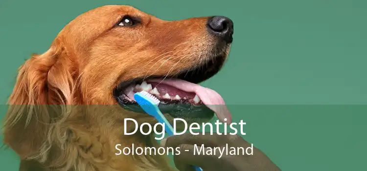 Dog Dentist Solomons - Maryland