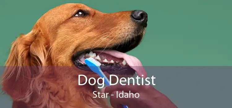 Dog Dentist Star - Idaho