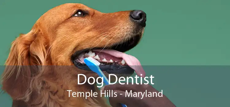 Dog Dentist Temple Hills - Maryland