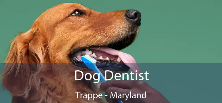 Dog Dentist Trappe - Maryland