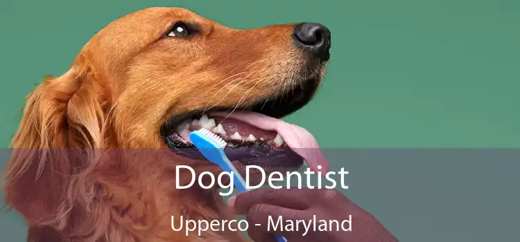 Dog Dentist Upperco - Maryland