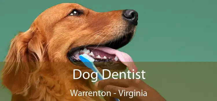 Dog Dentist Warrenton - Virginia