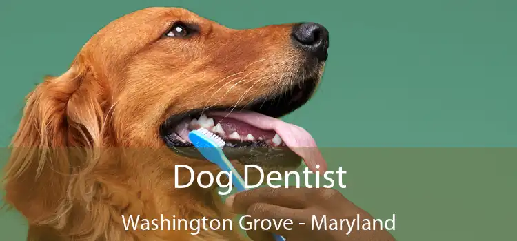 Dog Dentist Washington Grove - Maryland