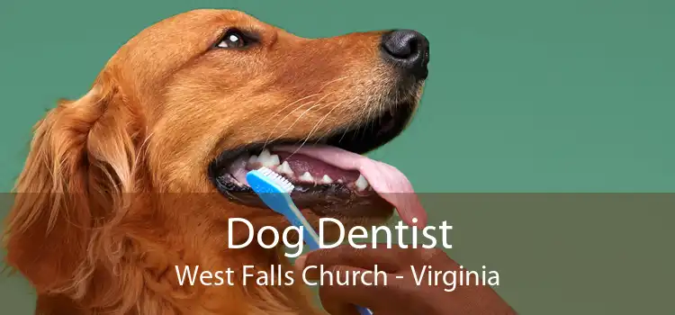 Dog Dentist West Falls Church - Virginia