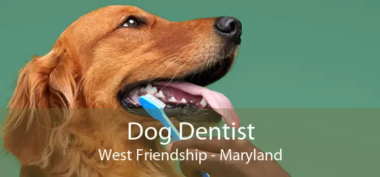 Dog Dentist West Friendship - Maryland