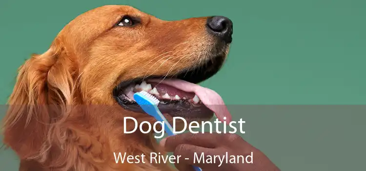 Dog Dentist West River - Maryland